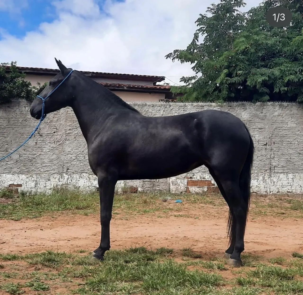 Vendo essa linda égua preta registrada 