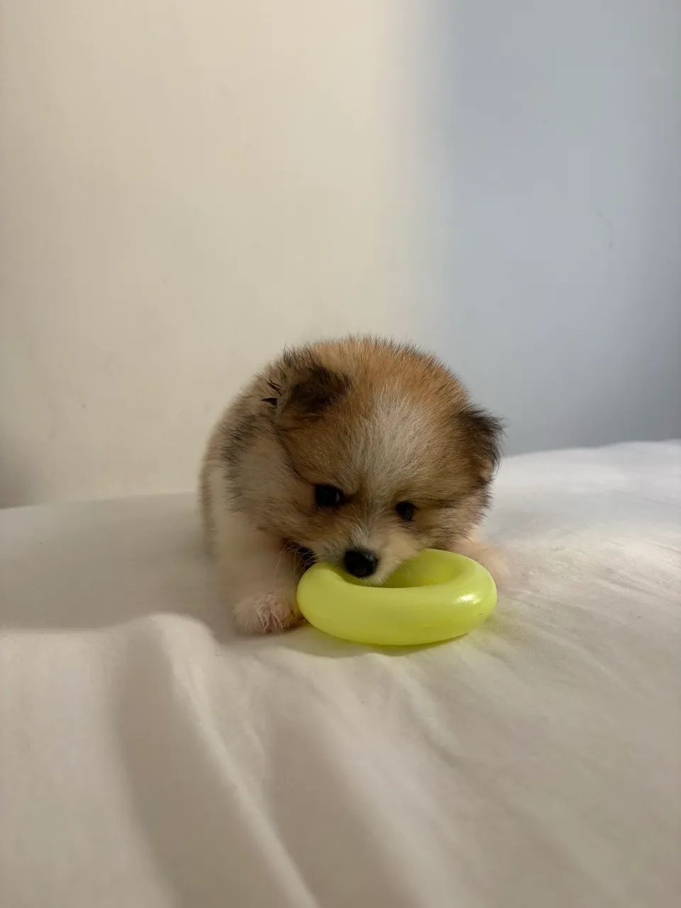 Spitz alemão anão  - Foto 2
