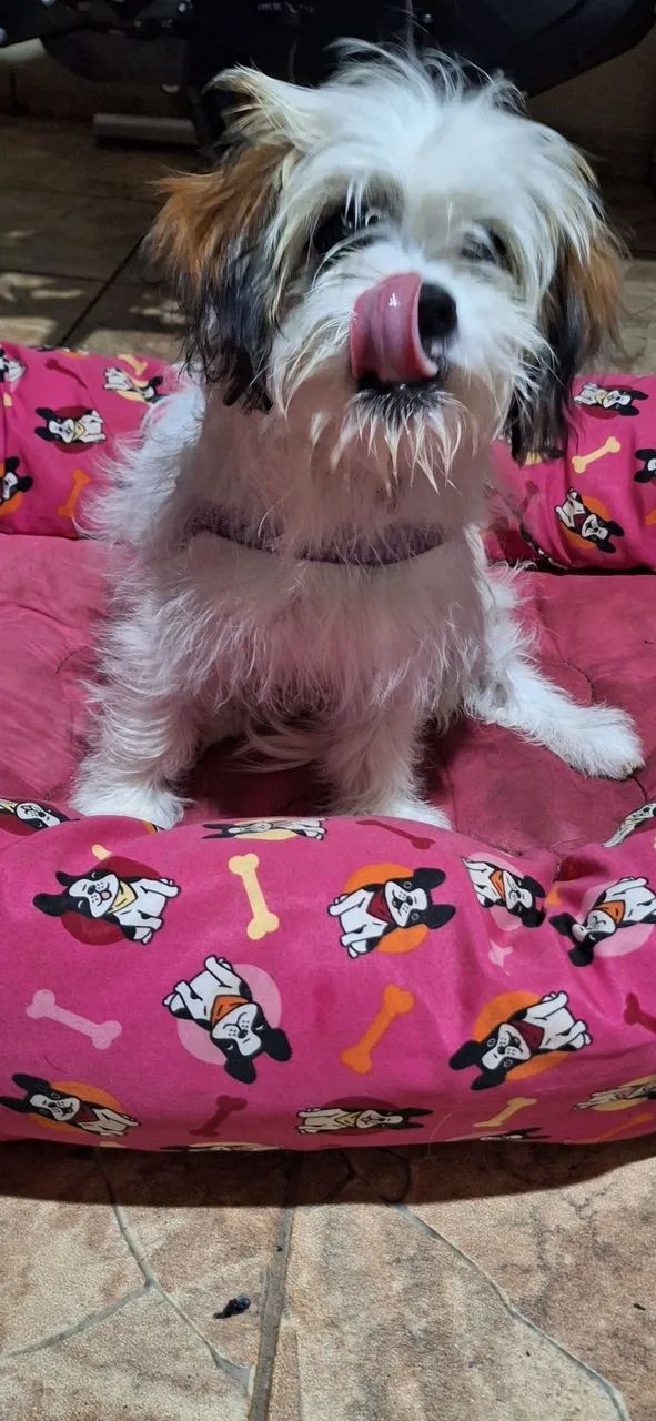 Doação responsável - Cachorra Shih Tzu - Foto 2