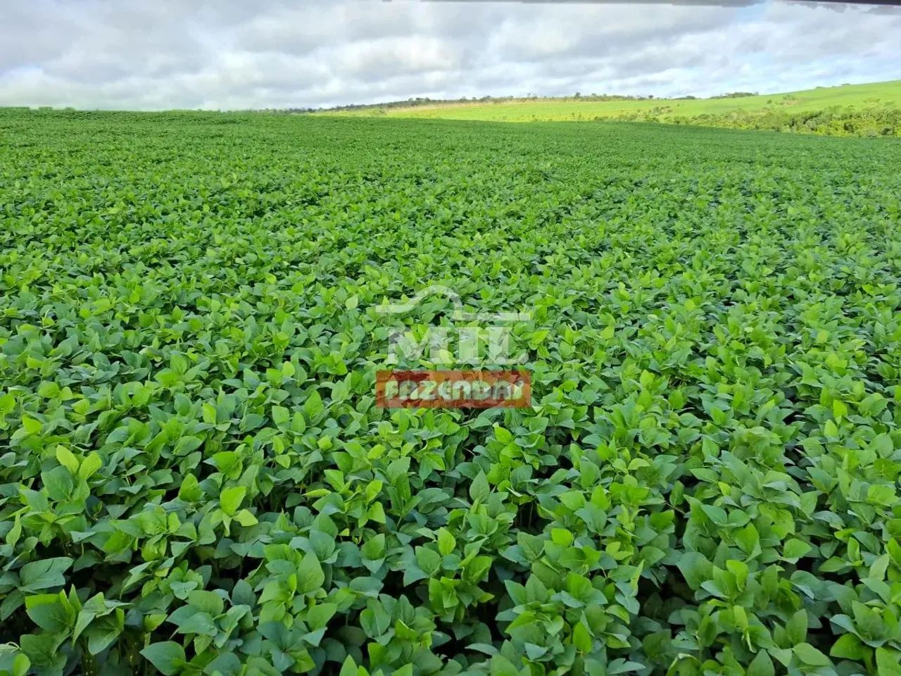 Fazenda 33,5 alqueires (161 hectares) Ipameri - GO - Foto 3