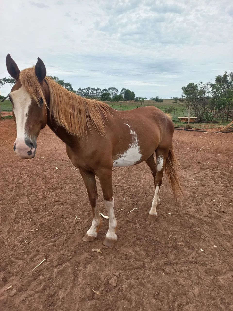 Cavalo manga larga pampa - Foto 3
