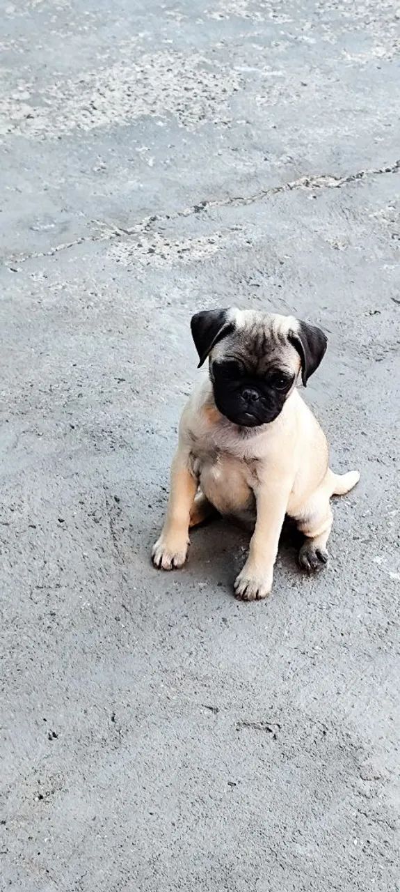 Vendo filhotes de Pug  - Foto 3