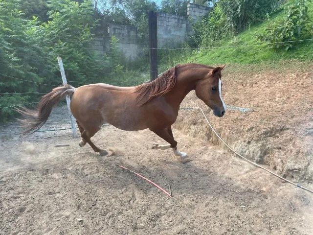 Cavalo Arabe