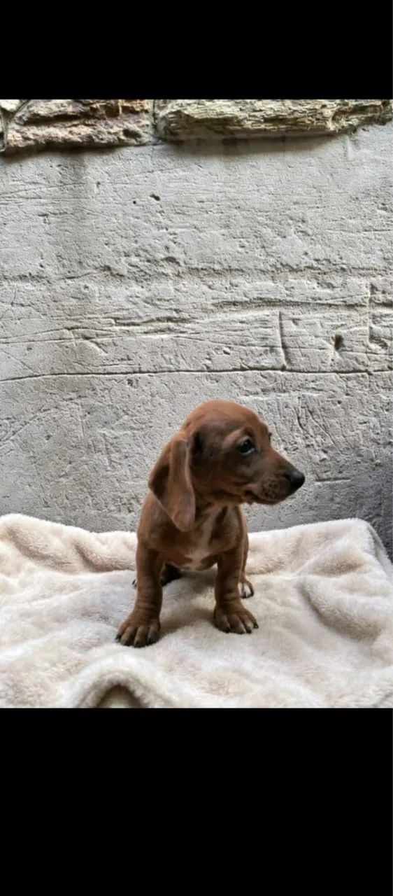 Basset 