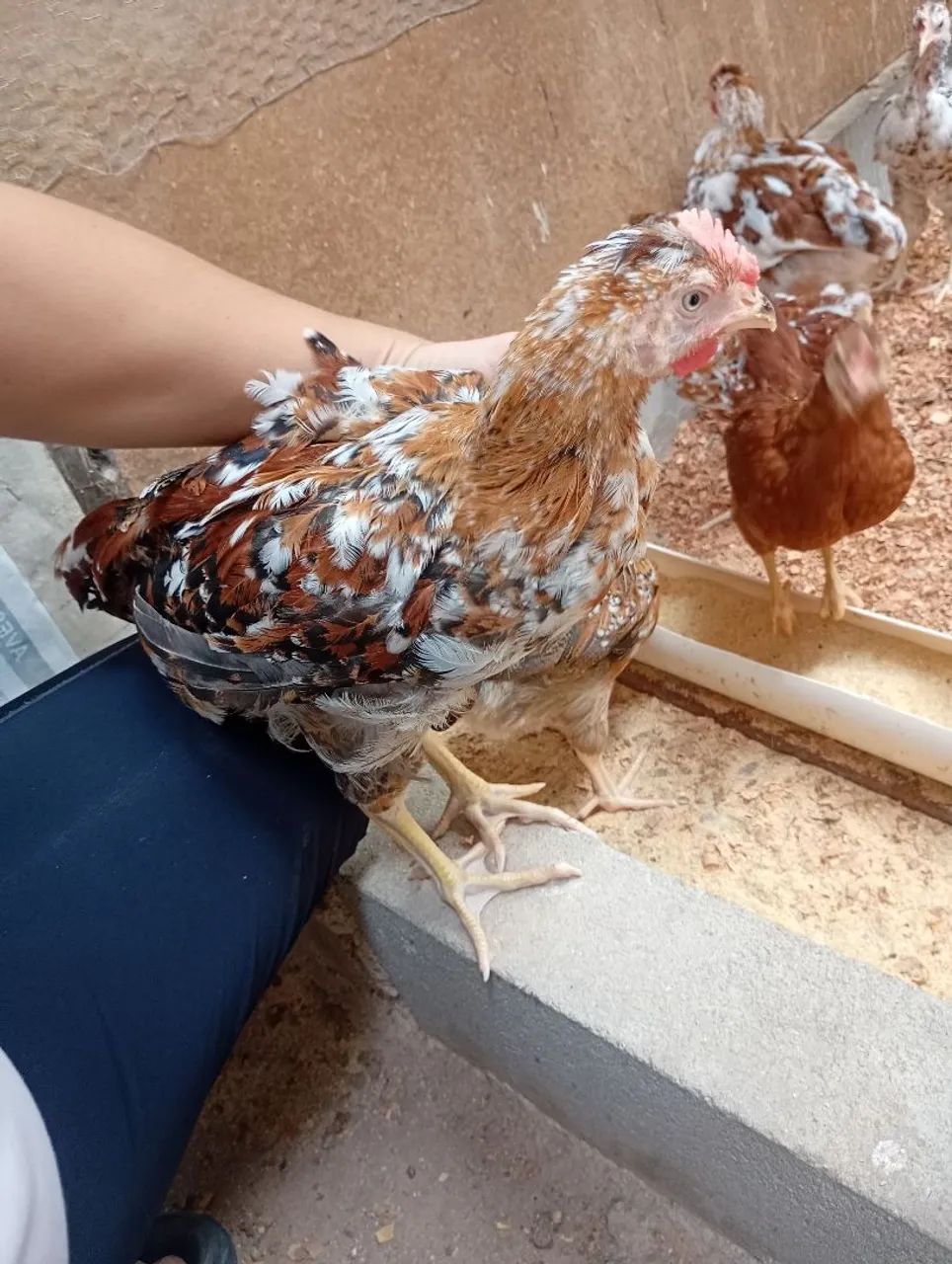 Frango GSB 