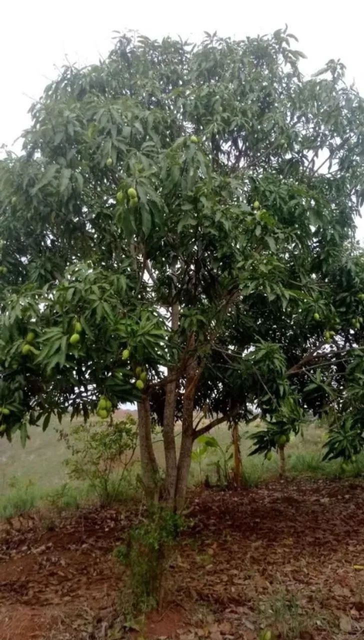Sitio em aliança  - Foto 3