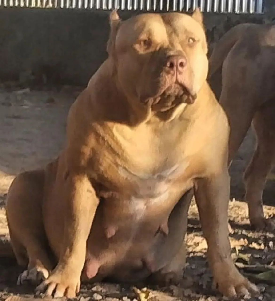 Filhote macho pitmonster com pedigree  - Foto 4