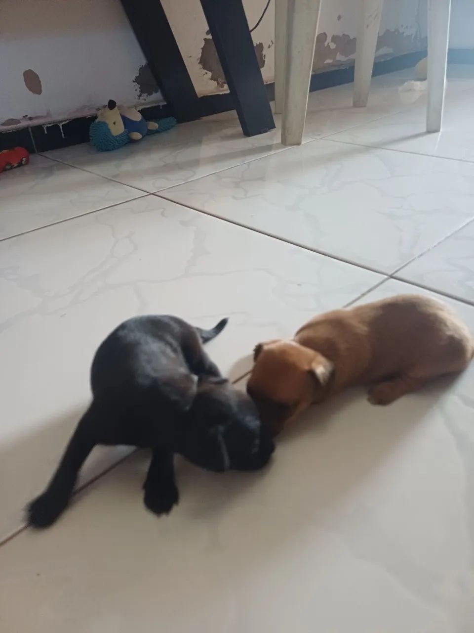 Pinscher  - Foto 4