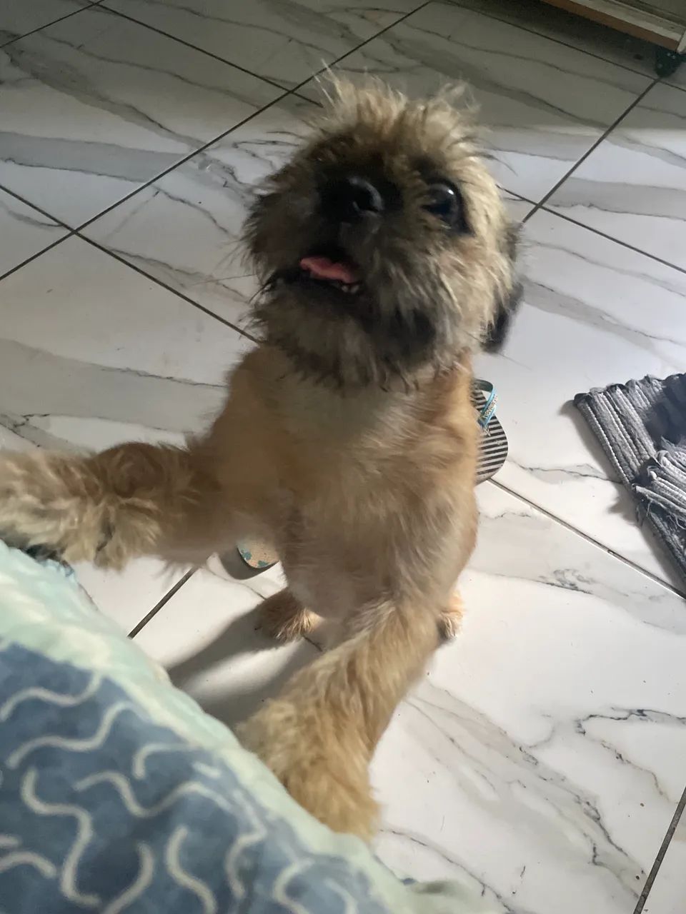 Cachorro  - Foto 2