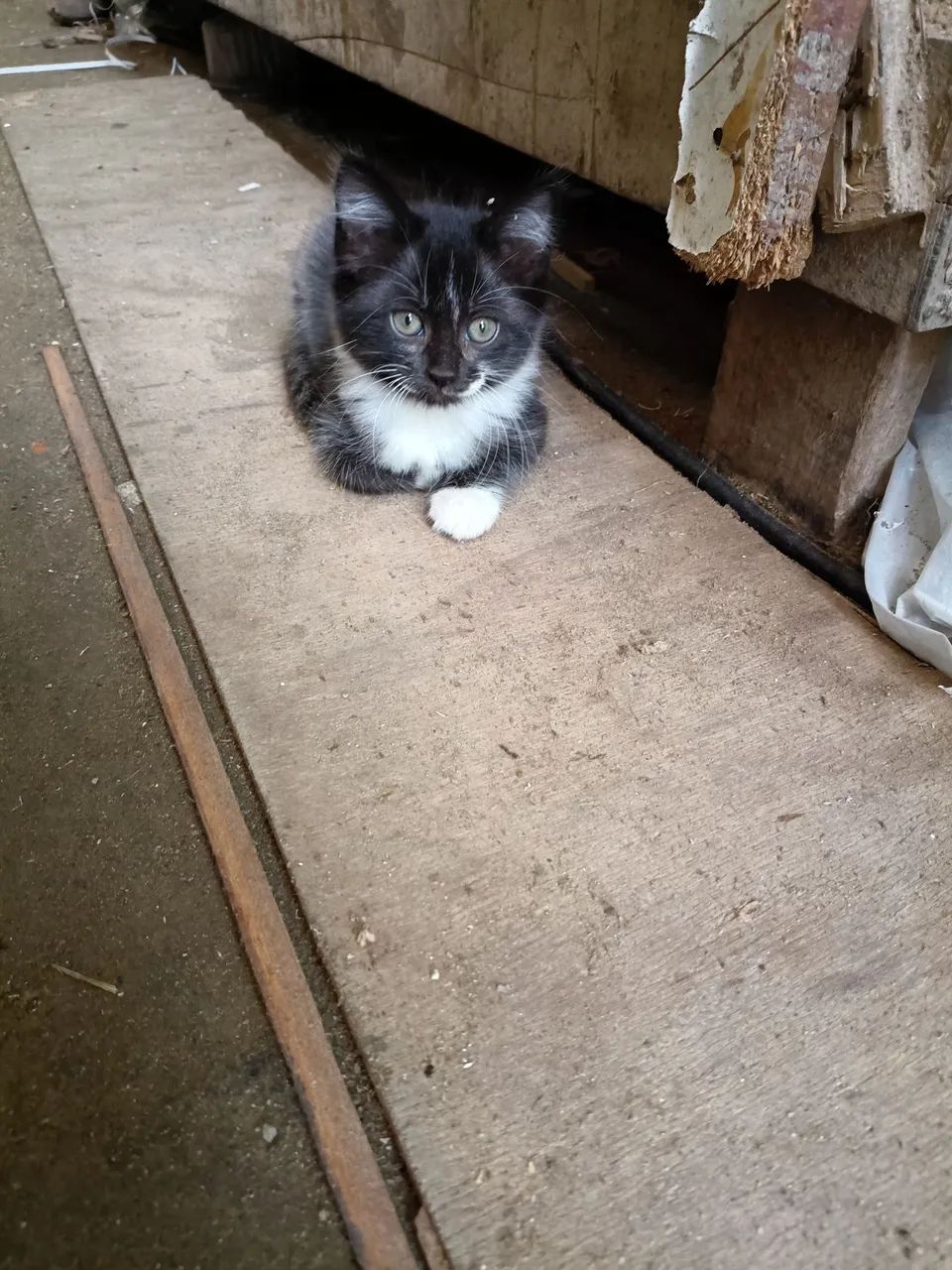 Gatos - Foto 2