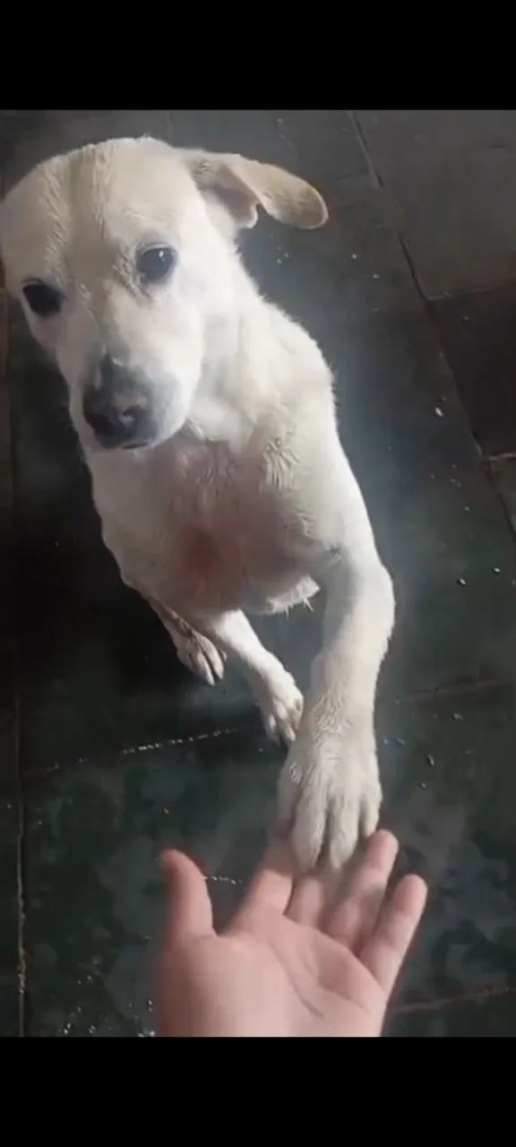 Vendo lindos filhotes de labradores puros
