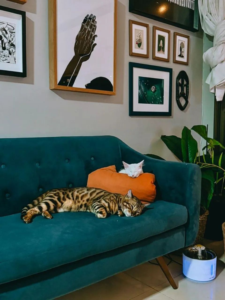 Gato Bengal  - Foto 5