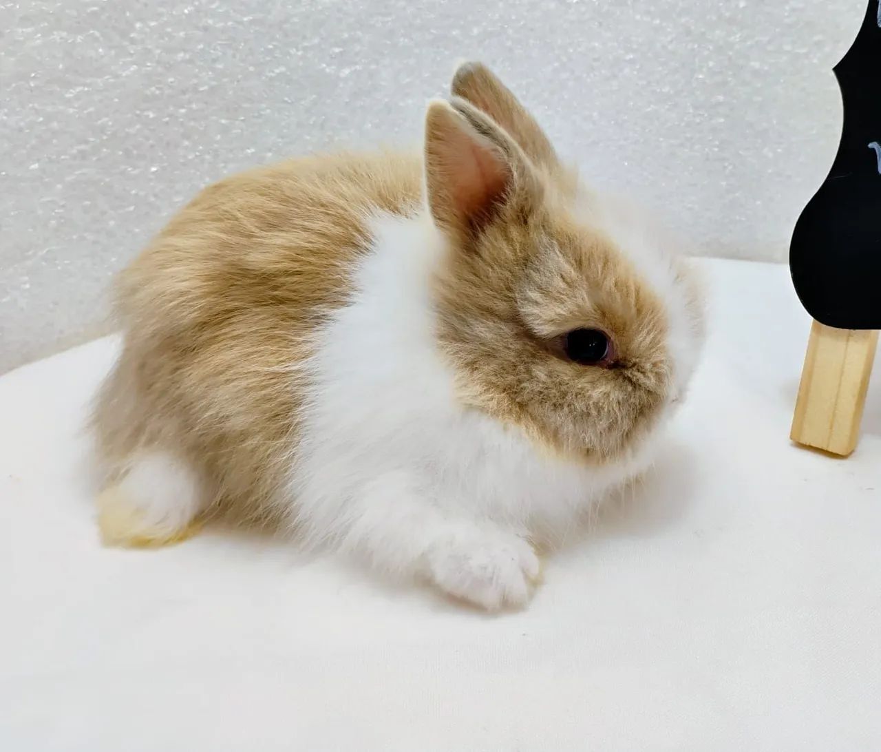 Mini Coelhos Mini Lion Head  - Foto 3