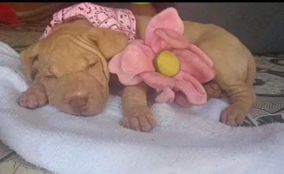 Venda de cachorro  - Foto 3