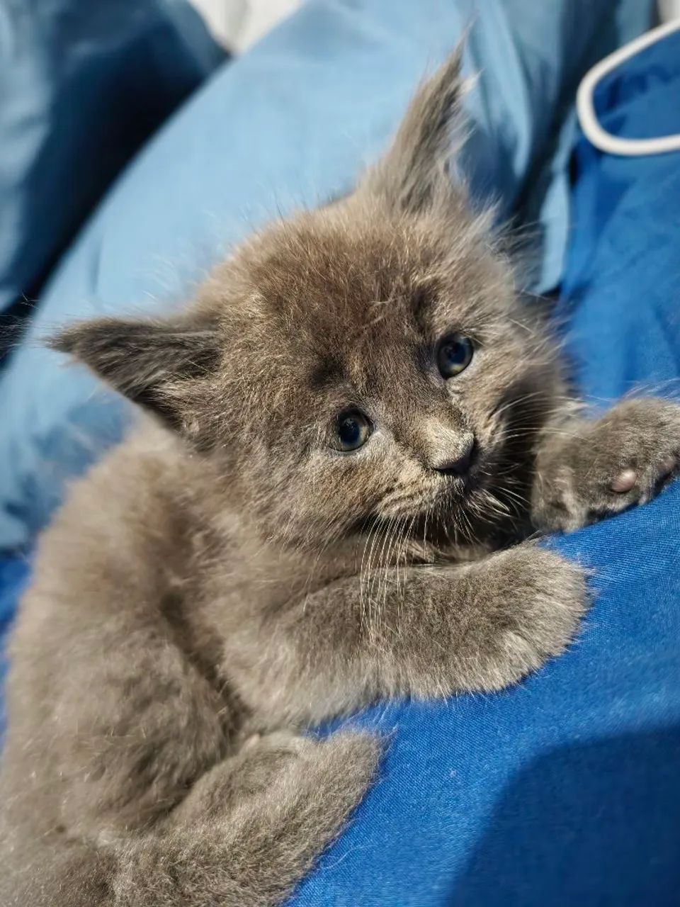 Maine coon azul silver
