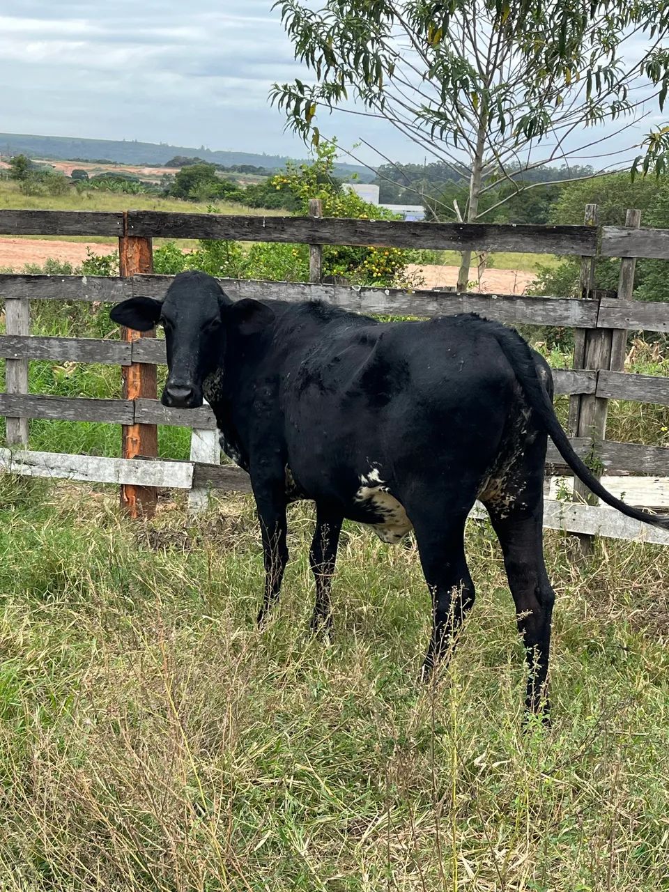 Novilhas de leite - Foto 2
