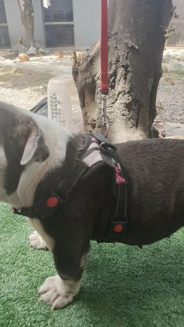 Peitoral para cães 