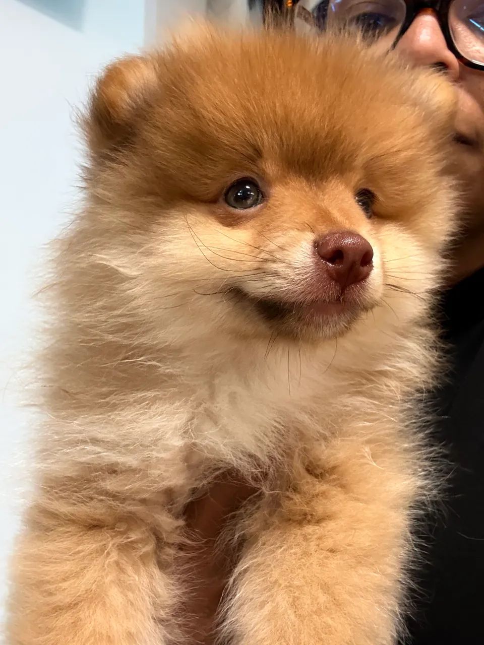 Filhote Macho Spitz Alemão  - Foto 4