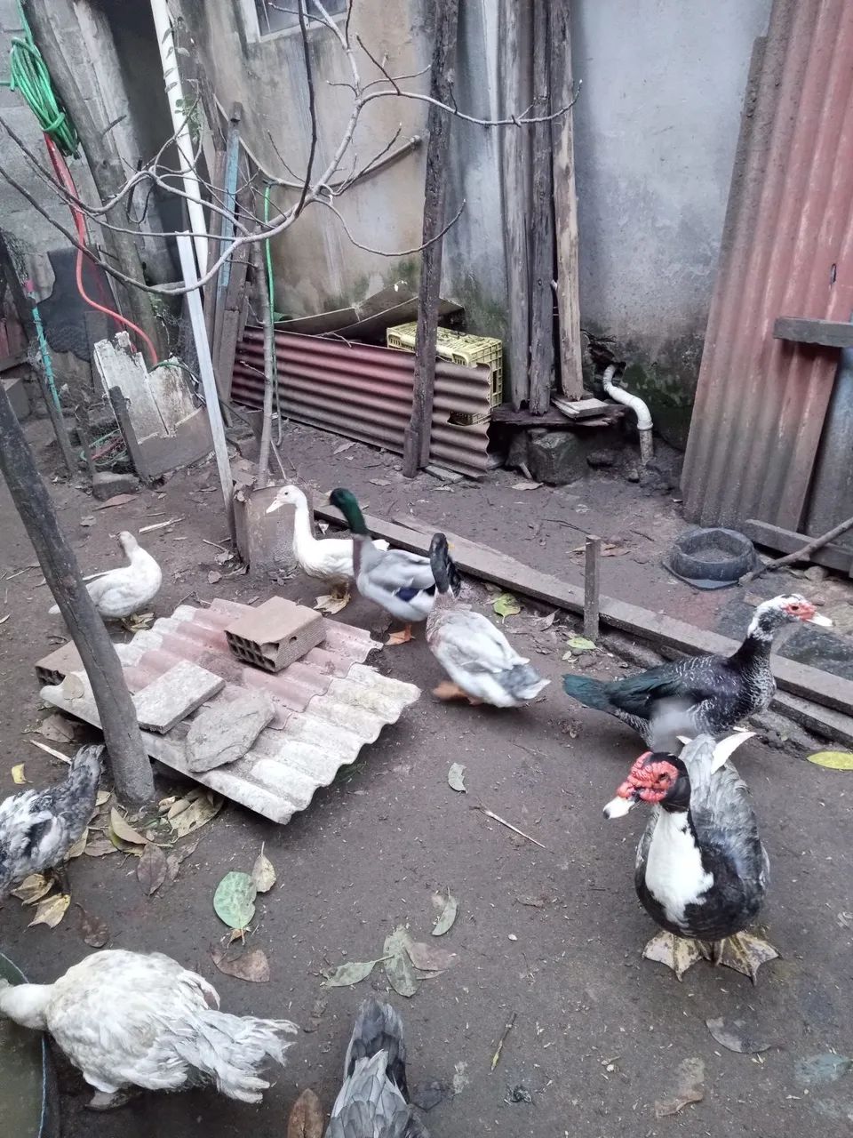 Vende-se pato macho 180 cada  e marrecos original por apenas 80 reais  cada