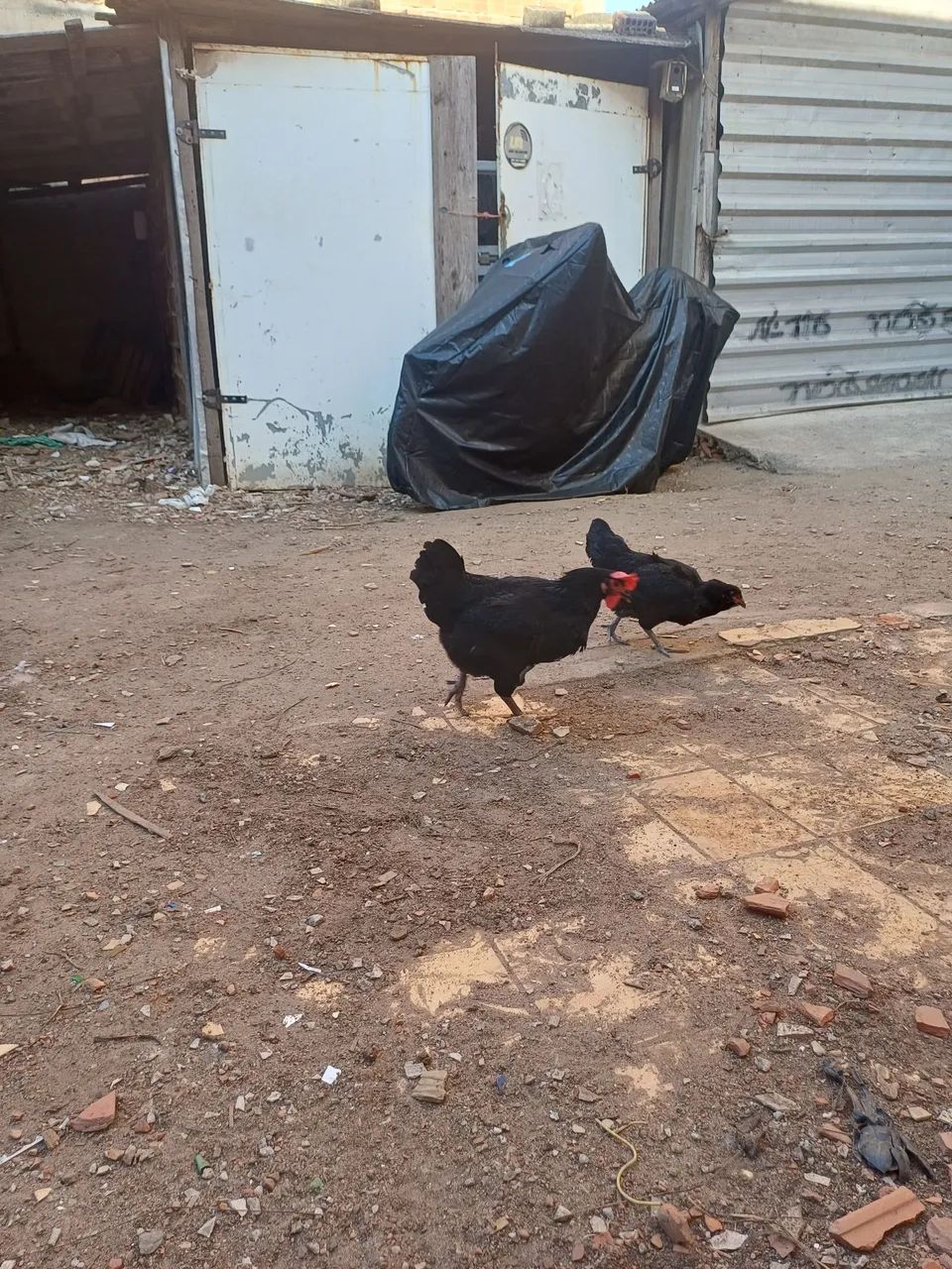 Galo e galinhas  - Foto 5