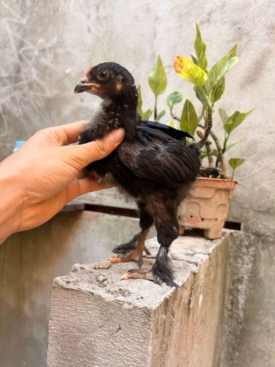 Galinha Brahma  - Foto 3