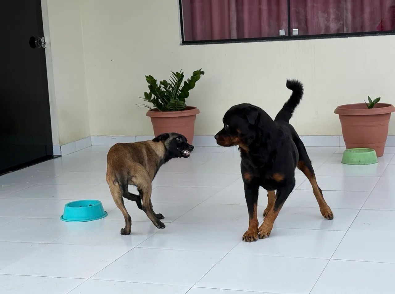 Cães de guarda  - Foto 2
