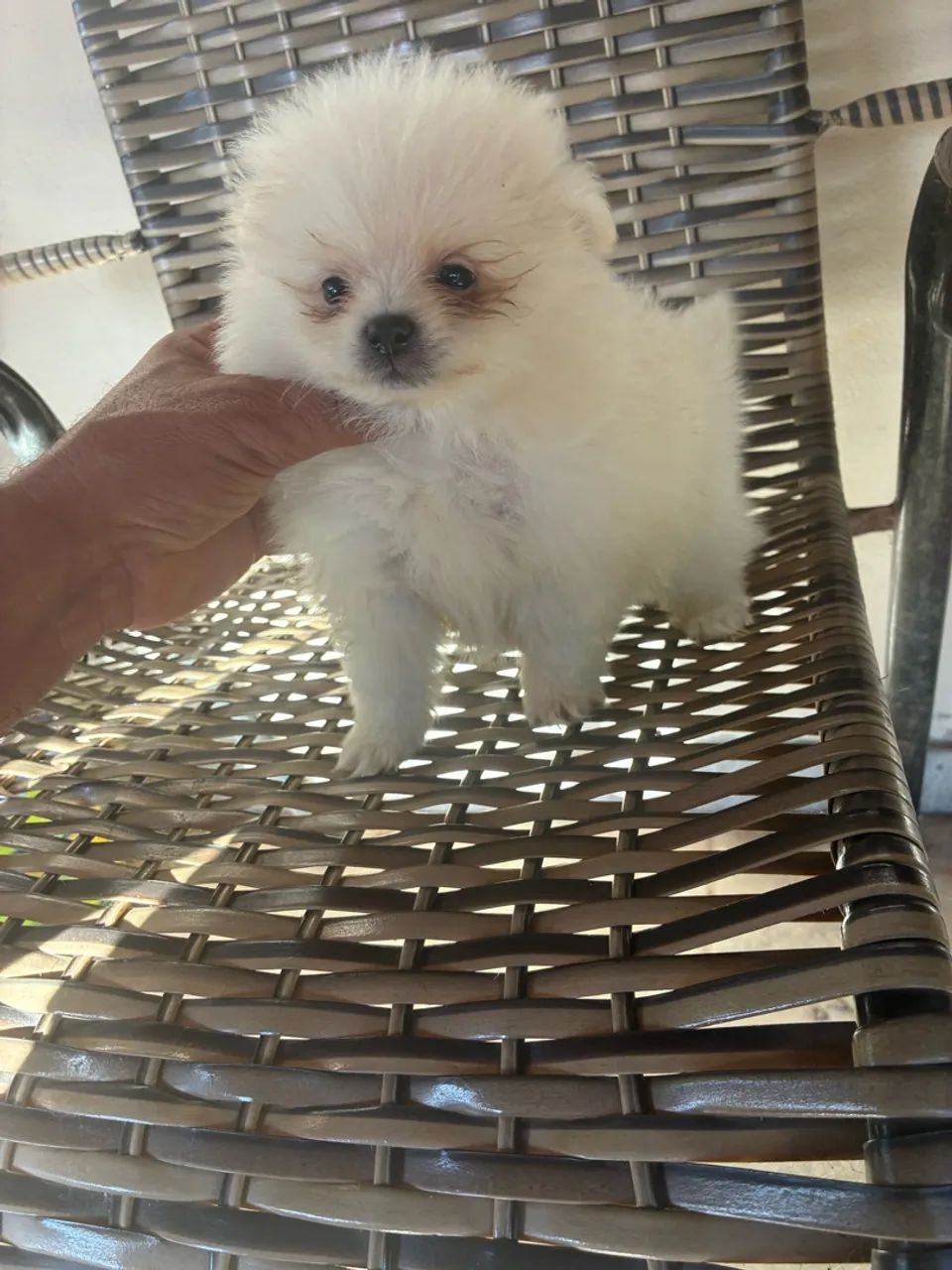 Lulu da pomeranea  - Foto 3