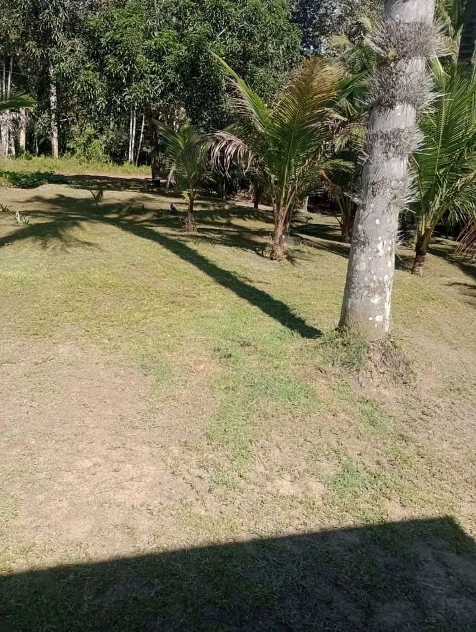 Sítio Ramal Boa Sorte - Rio Preto da Eva  - Foto 3