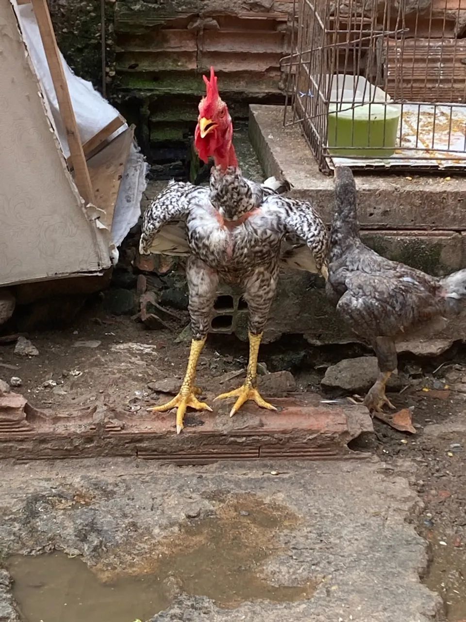 Frango caipira  - Foto 2