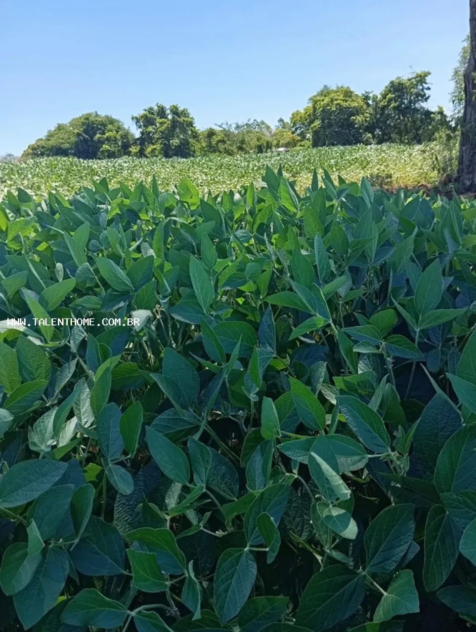 Área Rural para Venda em Uraí, RURAL - Foto 3