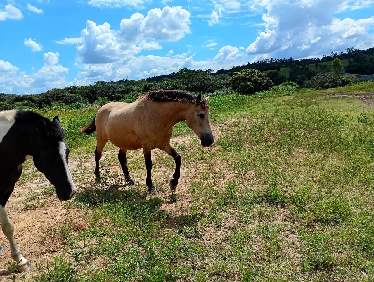 Cavalo mangalarga  - Foto 6