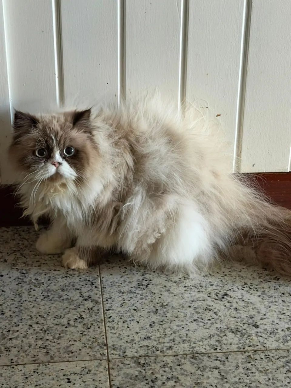 GATO PERSA PURO  - Foto 2