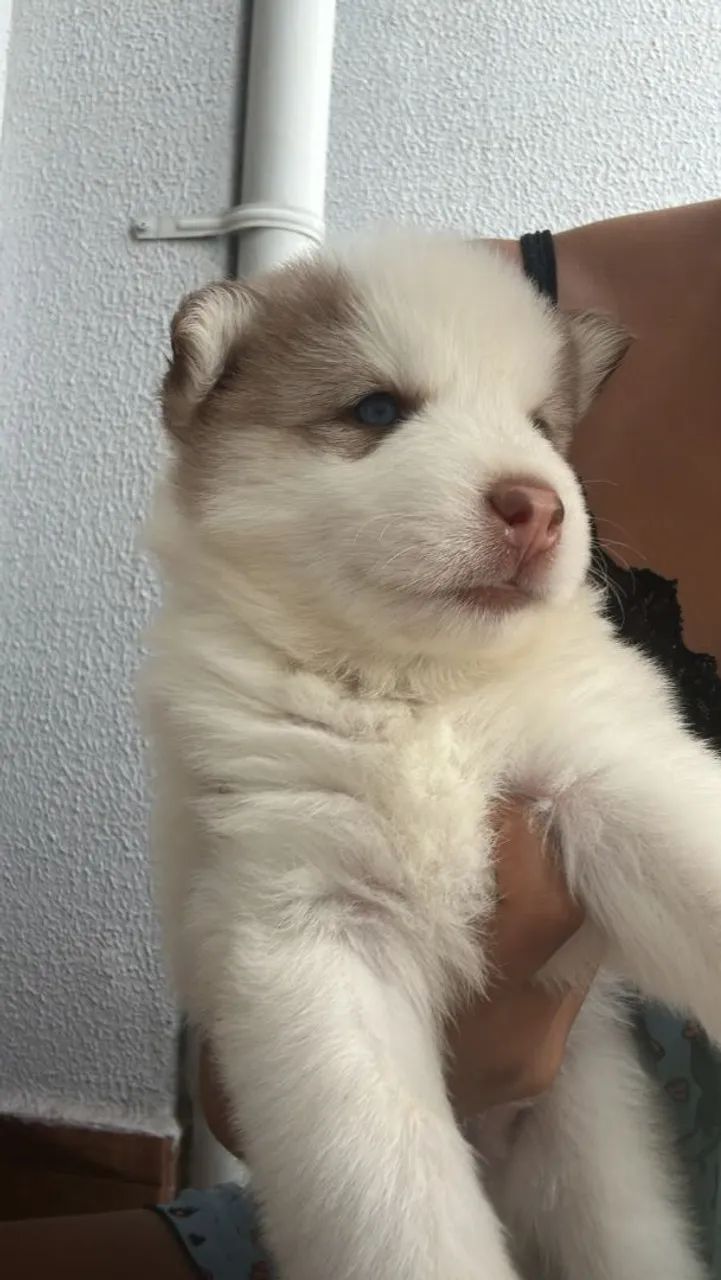Filhotes Husky Siberiano  - Foto 4
