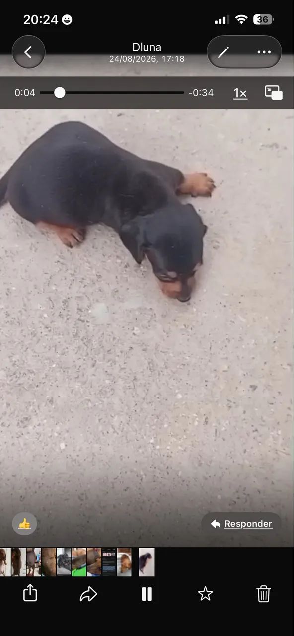 Dachshund mini ( salsichinha) macho - Foto 3