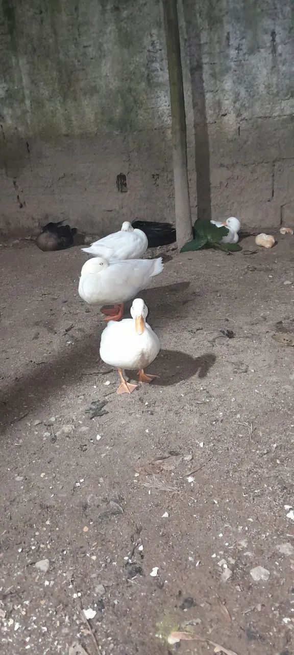 Casal mini cool branco 