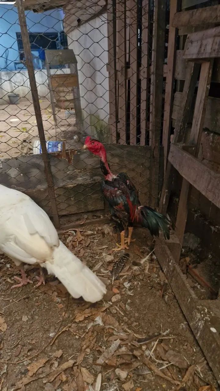 Vende se galo polaco carioca - Foto 2