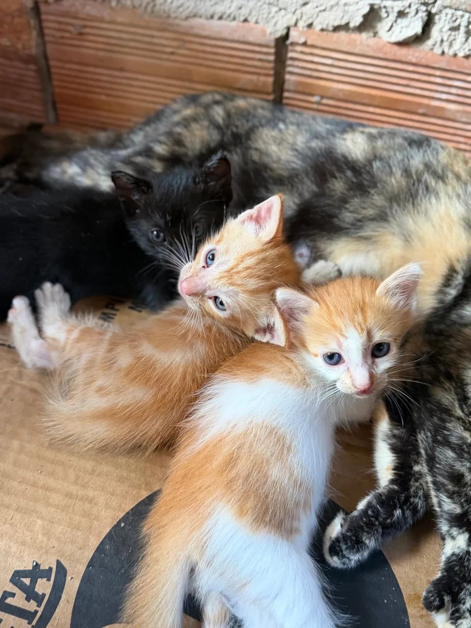Doação de Gatinhas