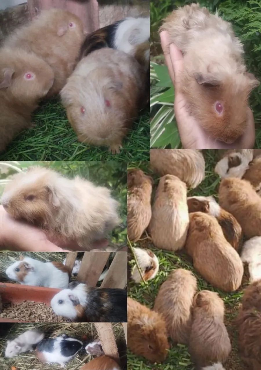 Porquinhos da Índia 12 por 240