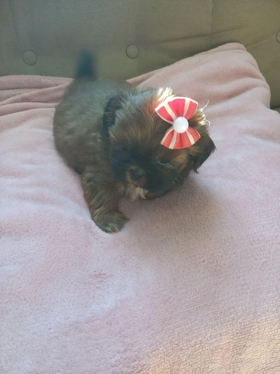 Mini shih tzu  - Foto 3