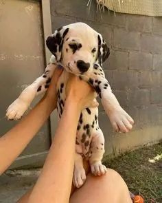 Dalmata Filhotes 