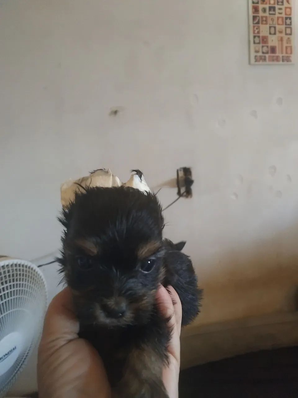 York machinho - Foto 2