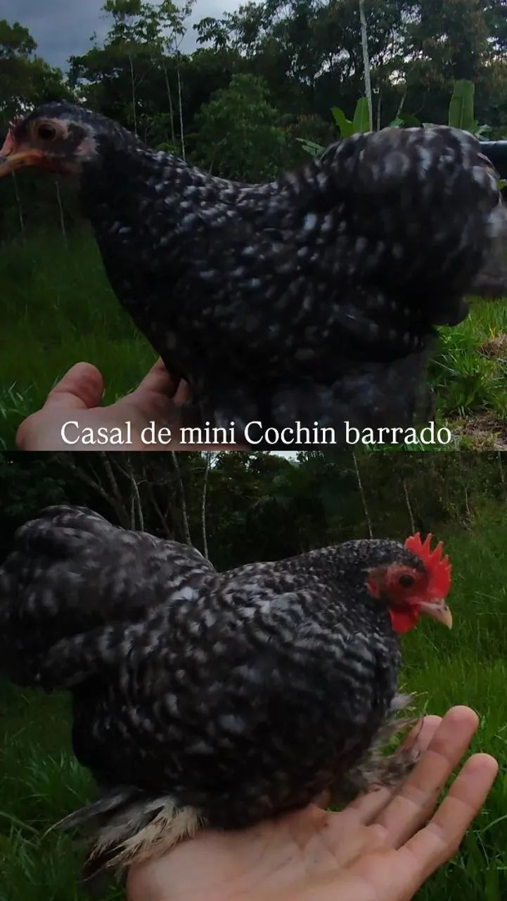 Casal de Mini Cochin 