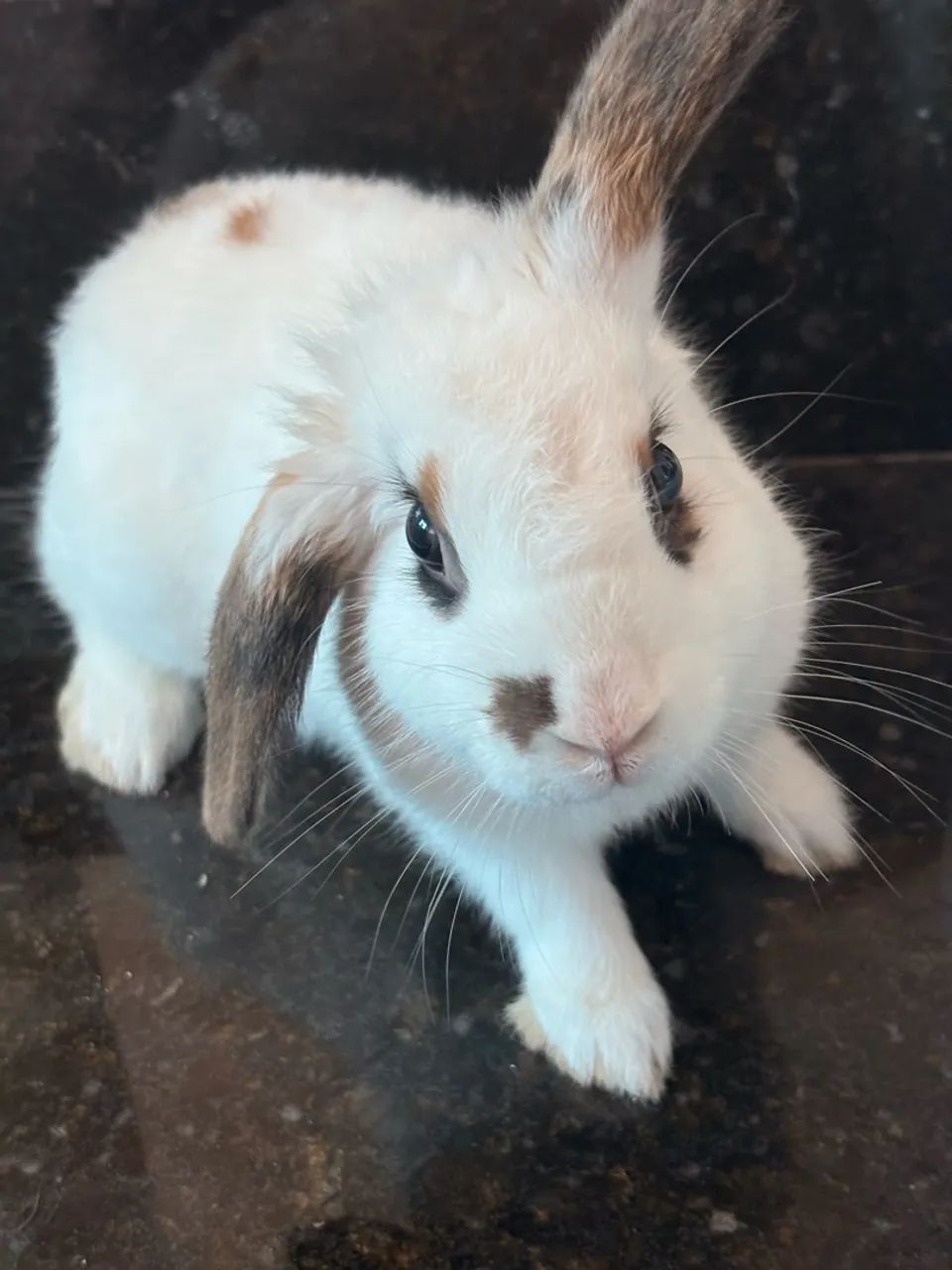Coelho mini