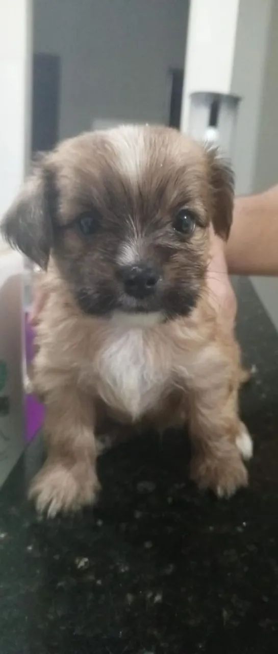 Filhote cachorro  - Foto 4