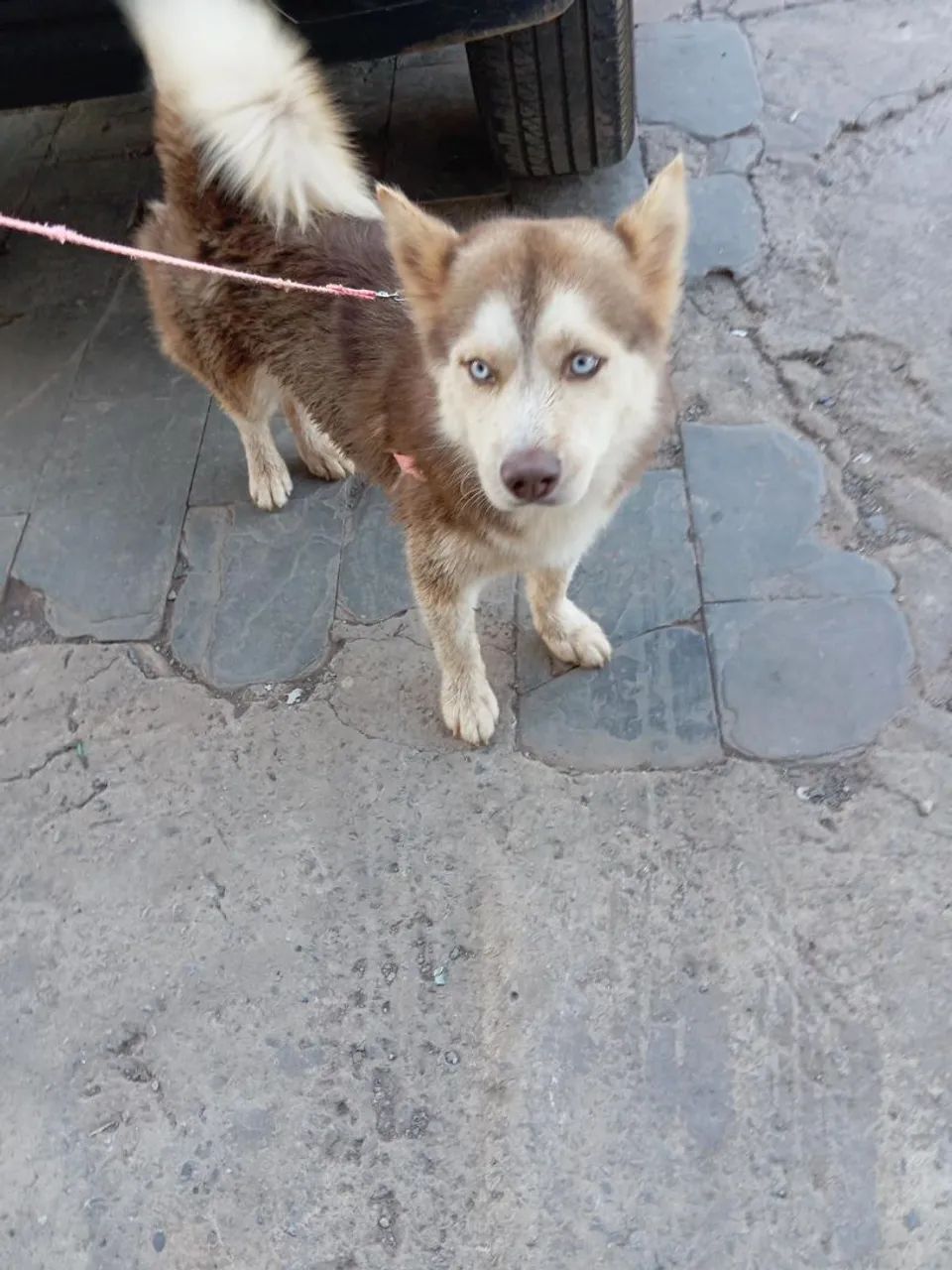 Alaskan Klee Kai - Foto 2