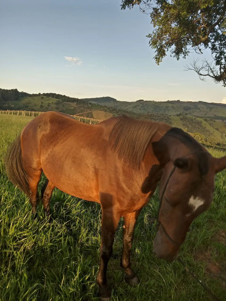 Cavalo Manga larga Marchador, Manso  - Foto 6