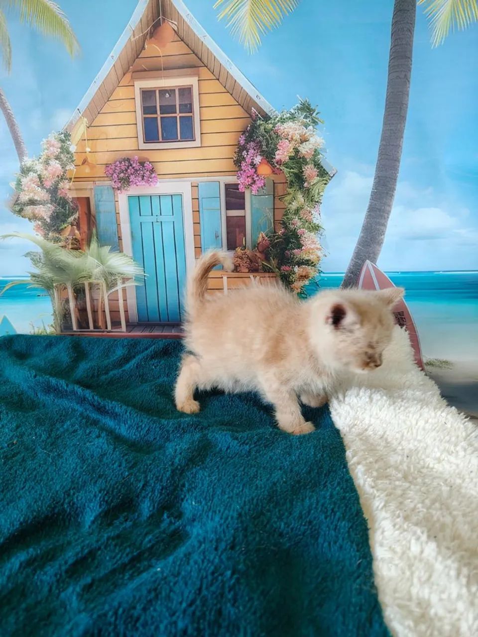 British shorthair creme - Foto 3