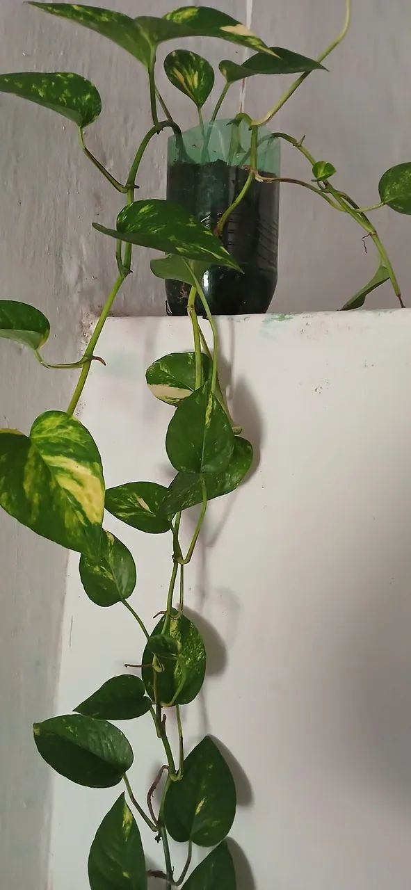 Plantas 