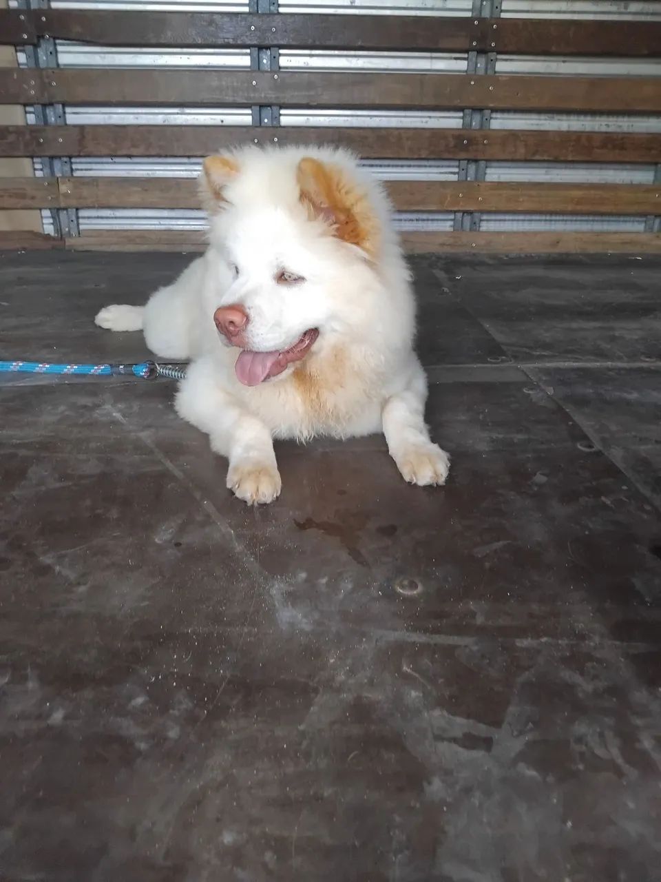 Cachorro  - Foto 4