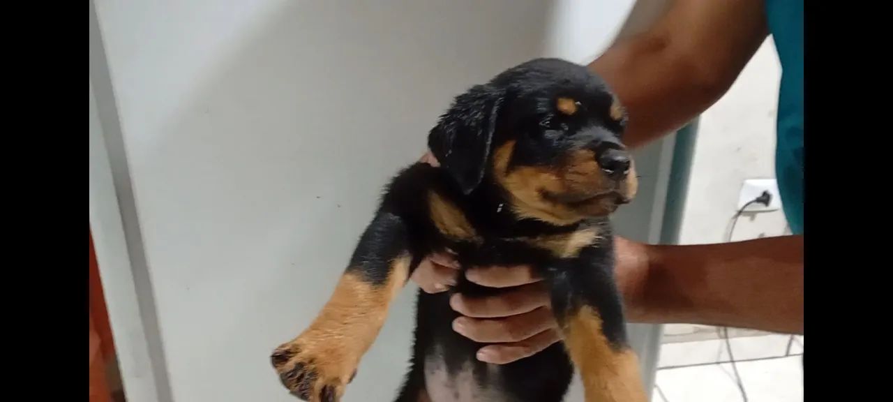 Cachorro  - Foto 3